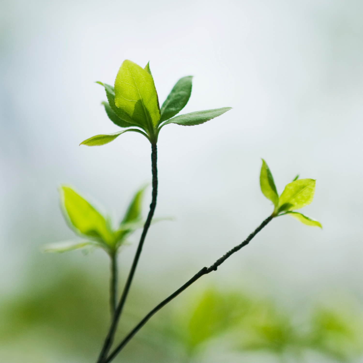 Opettajien mentorointi