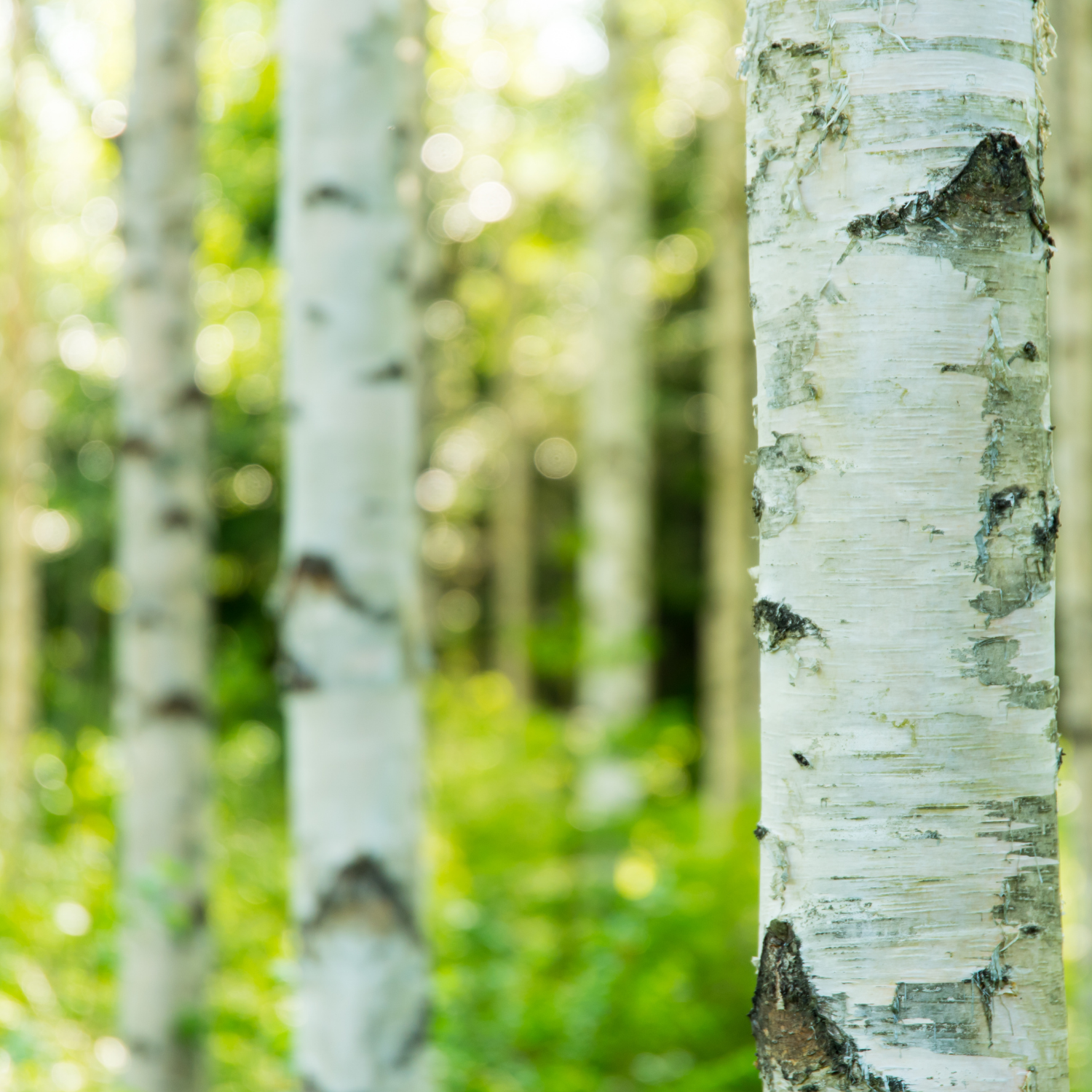 Opettajien mentorointi