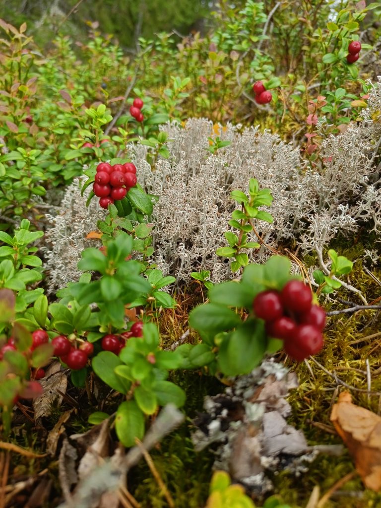Read more about the article Mitä vertaismentorointi oikeastaan on?